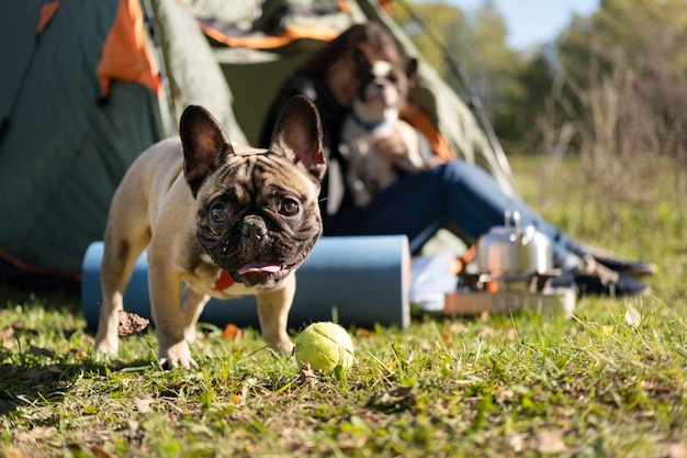 Glücklicher niedlicher Hund, der neben dem Zelt spielt