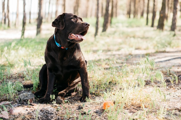 Glücklicher schwarzer Hund in der Natur