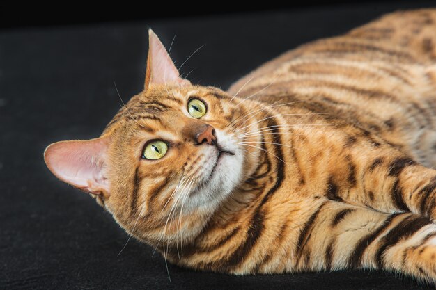 Goldene Bengalkatze auf schwarzer Wand