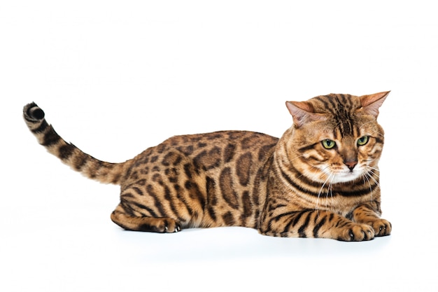 Goldene Bengalkatze auf Weiß