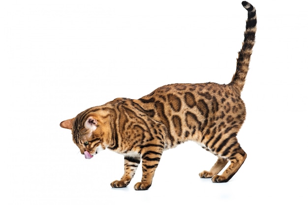 Goldene bengalkatze auf weiß