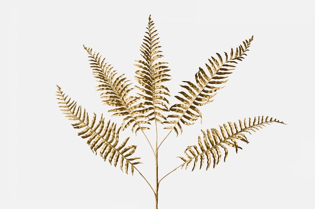 Goldene lederblattfarnpflanze auf einem weißen hintergrund Premium Fotos