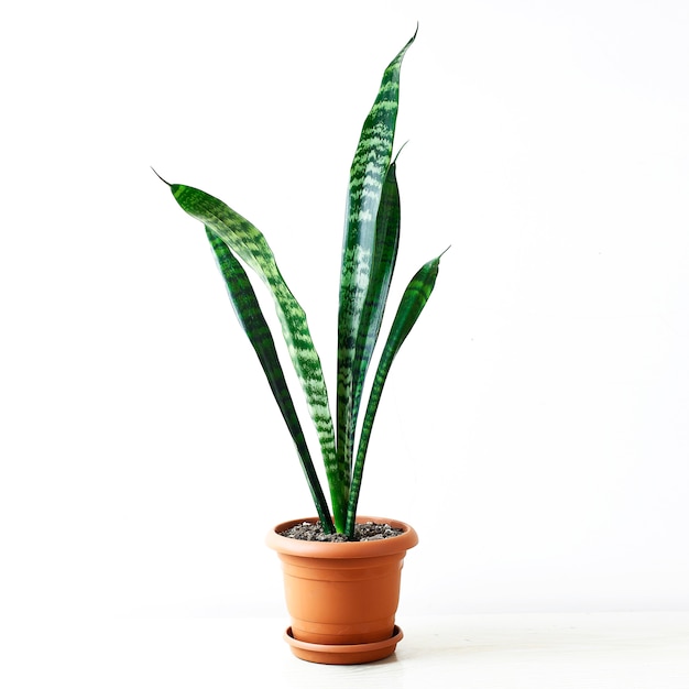 Kostenloses Foto goldene pothos oder epipremnum aureum auf weißer tabelle im wohnzimmerhaus und -garten