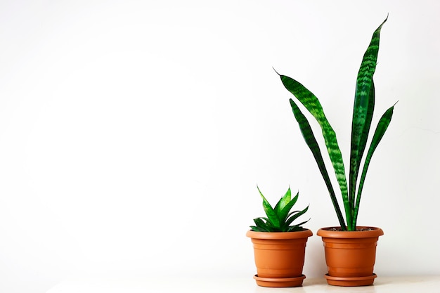 Goldene Pothos oder Epipremnum aureum auf weißer Tabelle im Wohnzimmerhaus und -garten