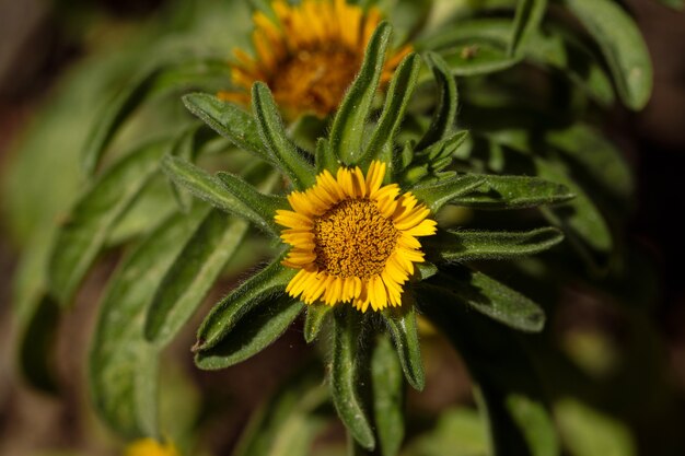 Goldener Stern, Ochsenauge-Gänseblümchen am Meer, Asteriscus aquaticus