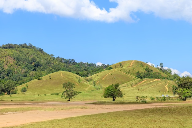 Goldenes Gras am kahlen Berglandschaftspark in Ranong Thailand