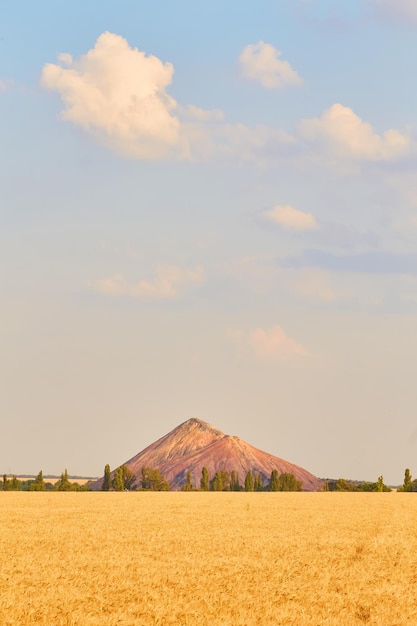 Goldenes Weizenfeld mit blauem Himmel