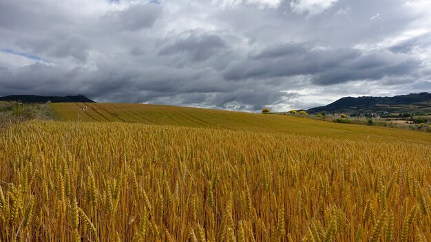 Goldfarbenes Weizenfeld unter dem bewölkten Himmel