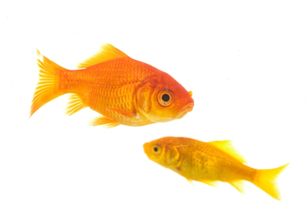 Löwenkopf goldfisch carassius auratus vor weißem hintergrund PremiumFoto