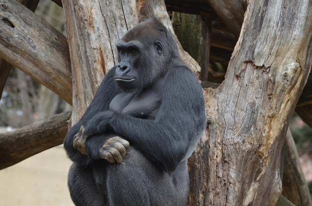 Gorilla lehnt sich an einen toten Baum.