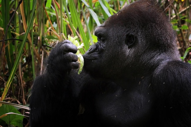 Kostenloses Foto gorilla-nahaufnahme von der seitenansicht