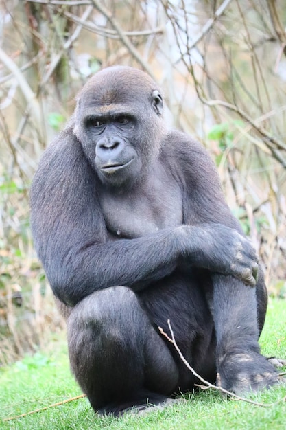 Gorilla sitzt auf dem Boden und schaut zur Seite