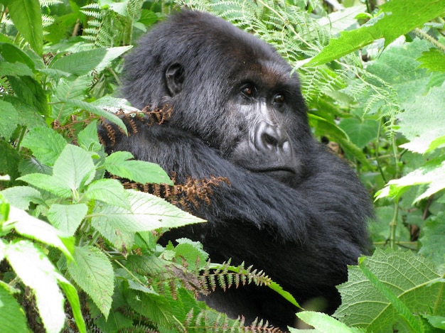 Gorilla sitzt zwischen Bäumen