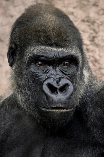 Kostenloses Foto gorilla