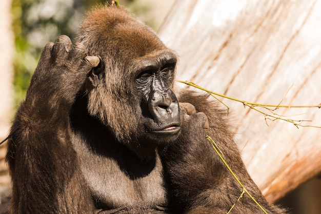 Kostenloses Foto gorilla