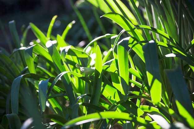 Gras auf hellem Rasen