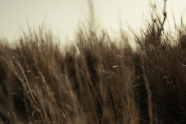 Gras im unscharfen Hintergrund