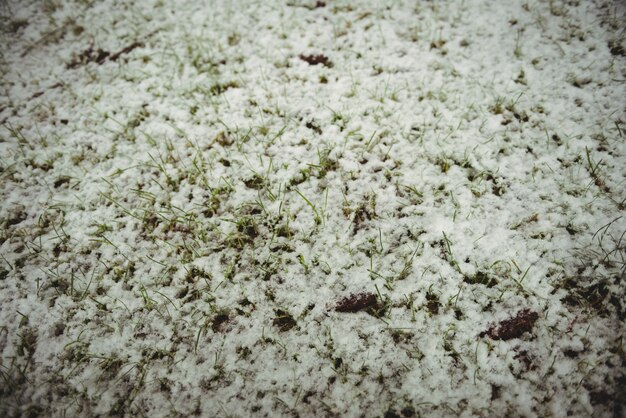 Gras mit Schnee bedeckt