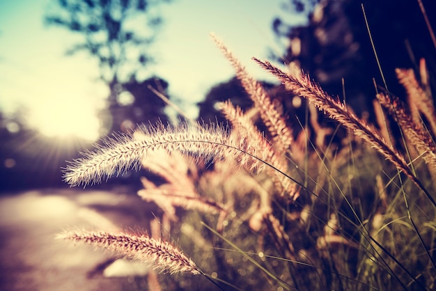 Kostenloses Foto gras mit sonnenlicht auf landschaftsvorstädten