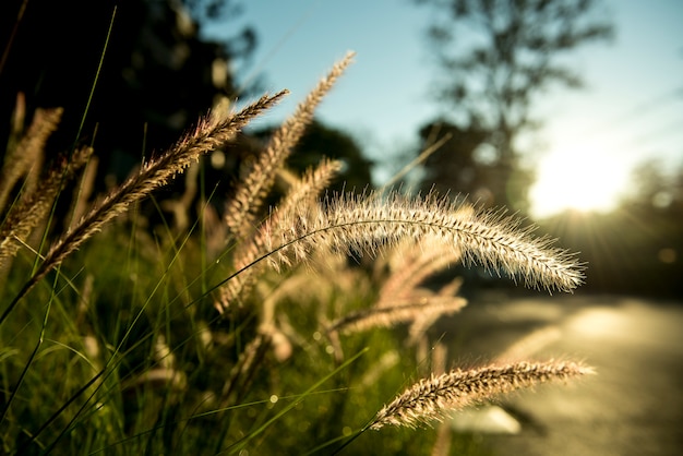 Gras mit Sonnenlicht auf Landschaftsvorstädten