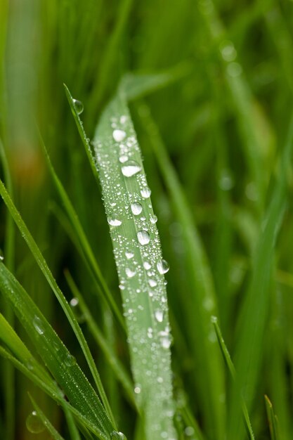 Gras mit Tautropfen