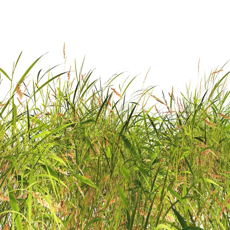 Kostenlose Foto gras und unkräuter auf einem weißen hintergrund