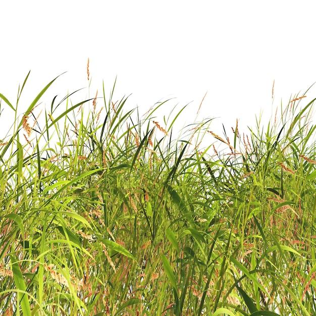Gras und Unkräuter auf einem weißen Hintergrund
