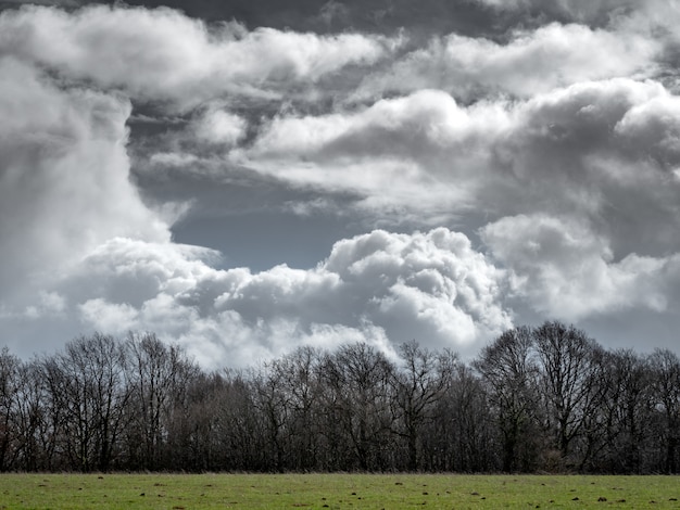 Kostenloses Foto grasfeld mit blattlosen bäumen in der ferne und einem bewölkten himmel im hintergrund