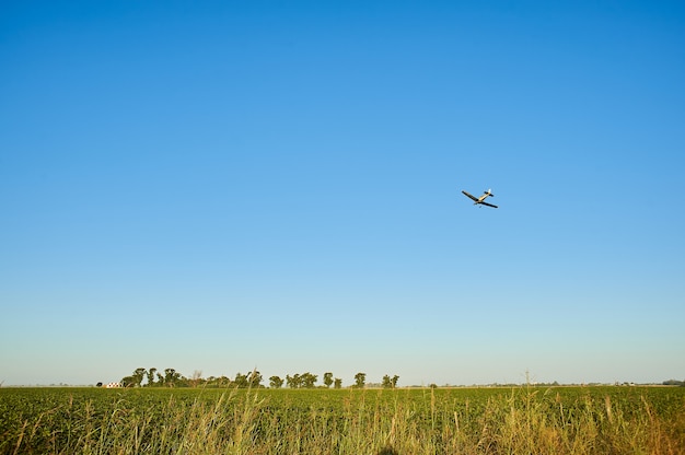 Grasfeld mit einem Flugzeug, das über sie in einem blauen Himmel fliegt