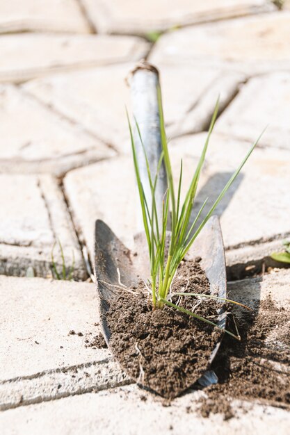 Grassprosse mit Boden auf einer kleinen Schaufel. Im Garten arbeiten.