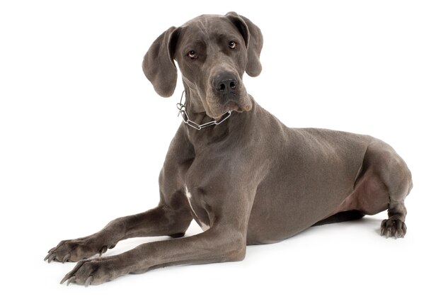 sitzender doggenhund ausgeschnitten premium foto