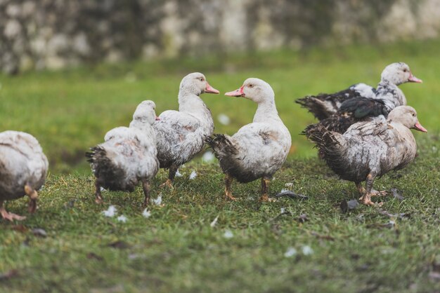 Graue Enten, die auf Rasen gehen