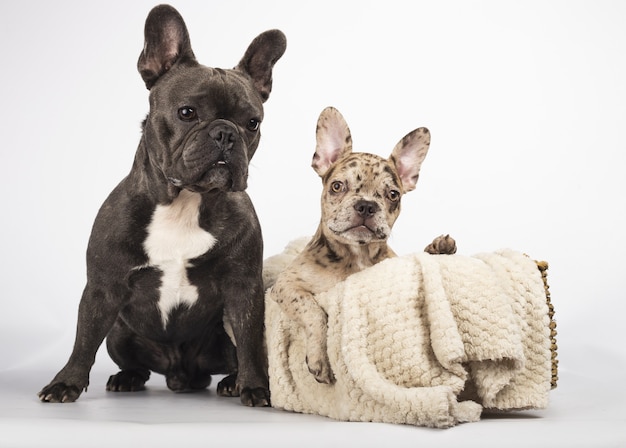 Graue französische Bulldogge sitzt in der Nähe eines Korbes mit einer Decke und einem schönen Bulldoggenwelpen im Inneren