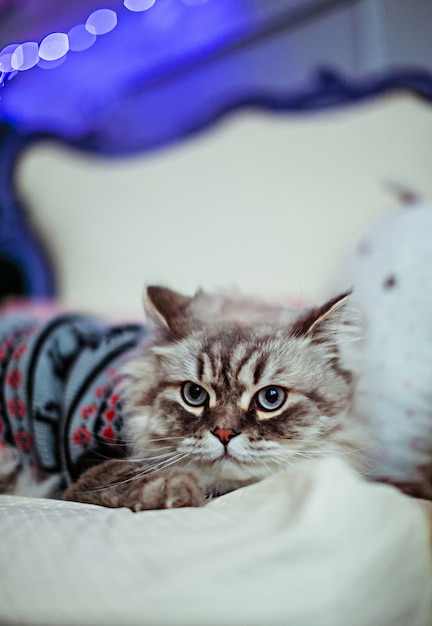 Graue Katze im blauen Pullover liegt auf weißer Decke
