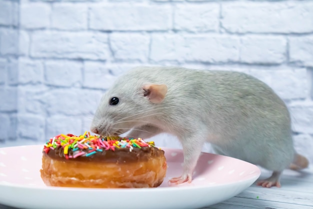 Graue ratte, die süßes donutgebäck isst nicht auf diät.geburtstag. Premium Fotos