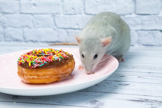 Graue ratte, die süßes donutgebäck isst nicht auf diät.geburtstag.