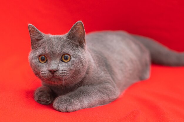 Bilder Katzenrasse Gratis Vektoren Fotos Und Psds