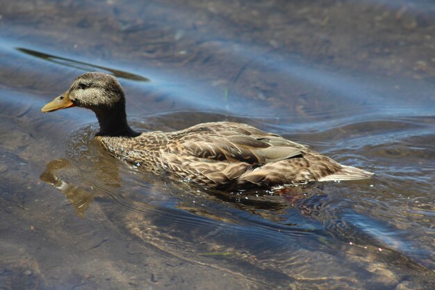 Graue Stockente schwimmen auf der Wasseroberfläche