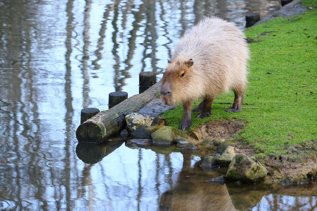 Grauer Capybara, der auf einem Feld des grünen Grases neben dem Wasser steht