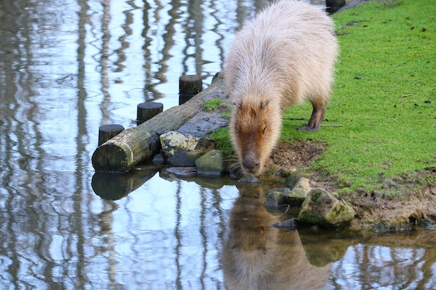 Grauer Capybara, der auf einem Feld des grünen Grases neben dem Wasser steht