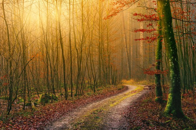 Grauer Feldweg zwischen grünem Gras während des Tages