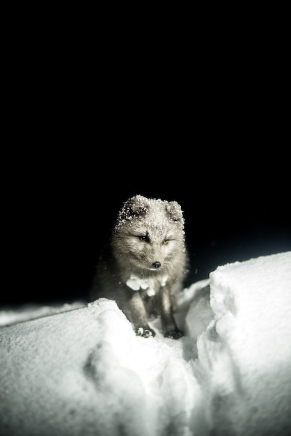 Kostenloses Foto grauer fuchs