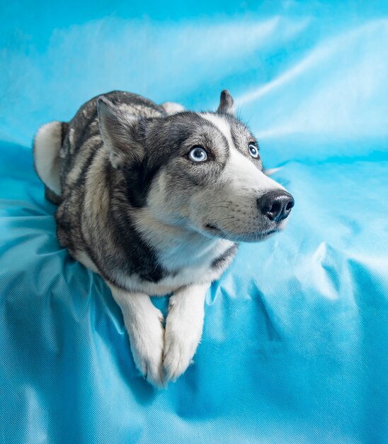 Grauer und weißer Huskyhund mit blauen Augen