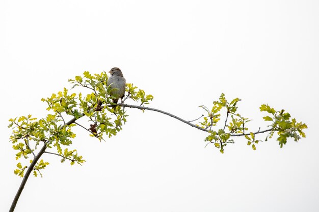 Grauer Vogel thront auf Ast