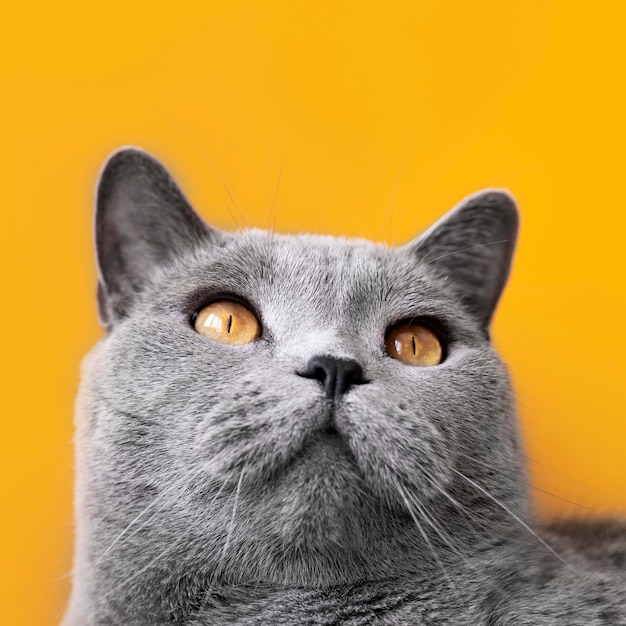 Kostenloses Foto graues kätzchen mit monochromer wand hinter ihr