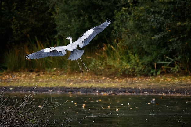 Kostenloses Foto graureiher fliegt über einen see mit grün im hintergrund