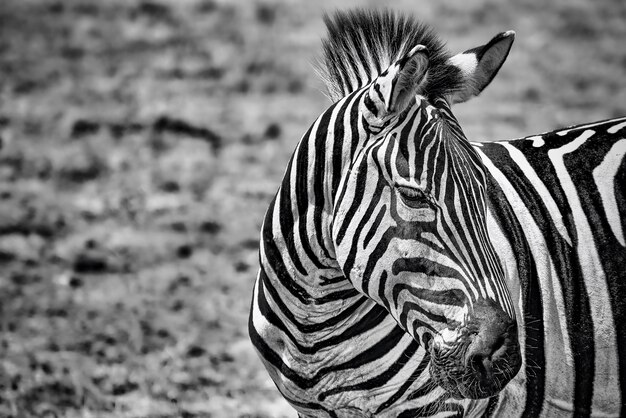 Graustufen-Nahaufnahme eines Zebras in einem Feld unter dem Sonnenlicht