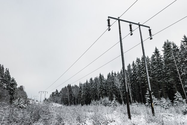 Graustufenaufnahme der Tannen und Strommasten im Winter