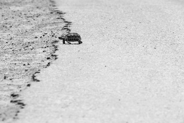 Graustufenaufnahme einer Schildkröte, die auf dem warmen Asphalt einer Straße geht