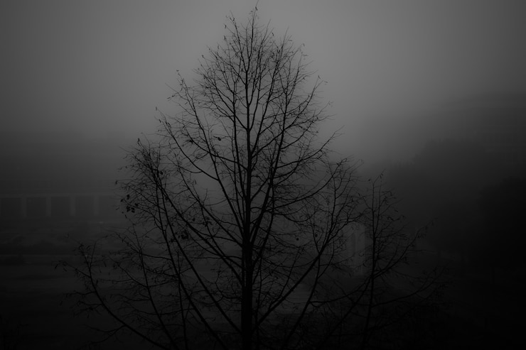 Kostenlose Foto graustufenaufnahme eines kahlen baumes in einem mit nebel bedeckten park